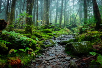 smoky mountain national park backpacking loop